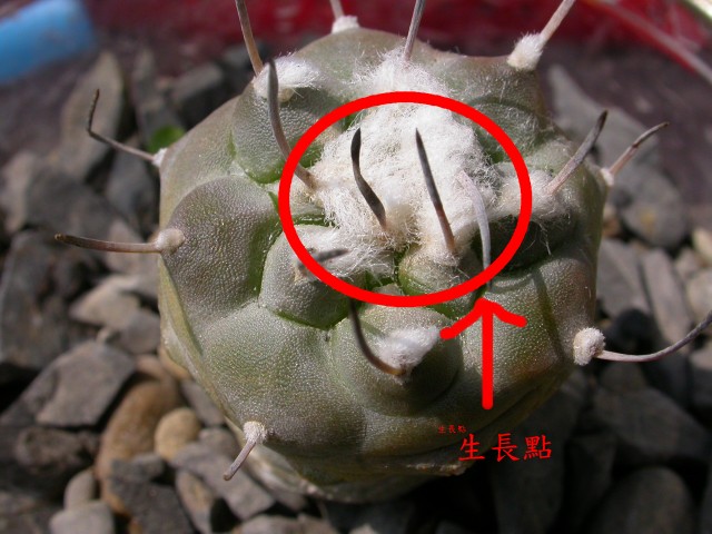 按此在新視窗瀏覽圖片