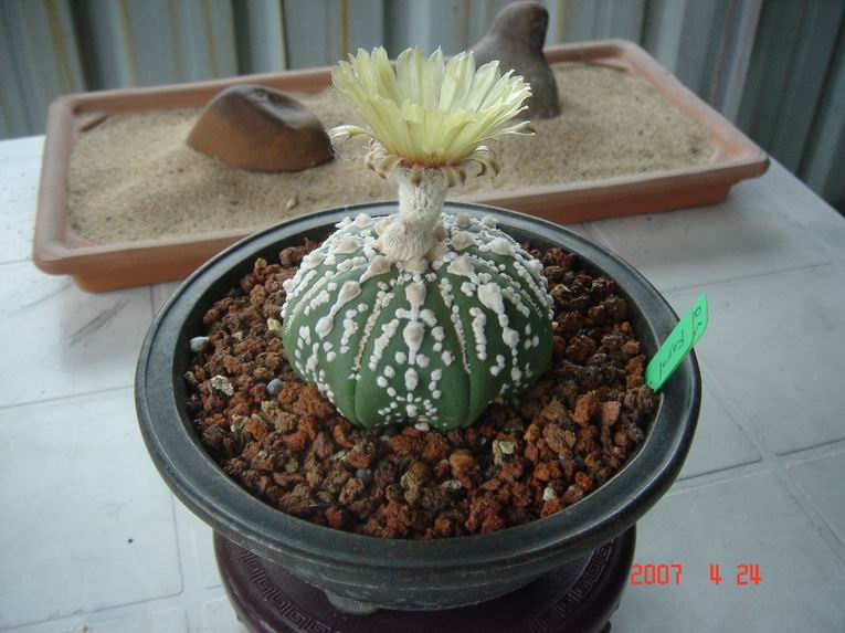 按此在新視窗瀏覽圖片