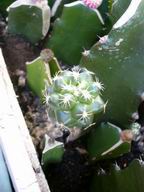 按此在新視窗瀏覽圖片