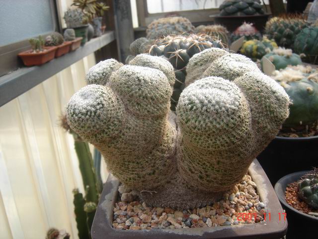 按此在新視窗瀏覽圖片