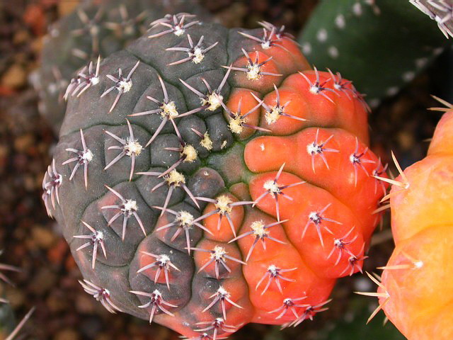 按此在新視窗瀏覽圖片