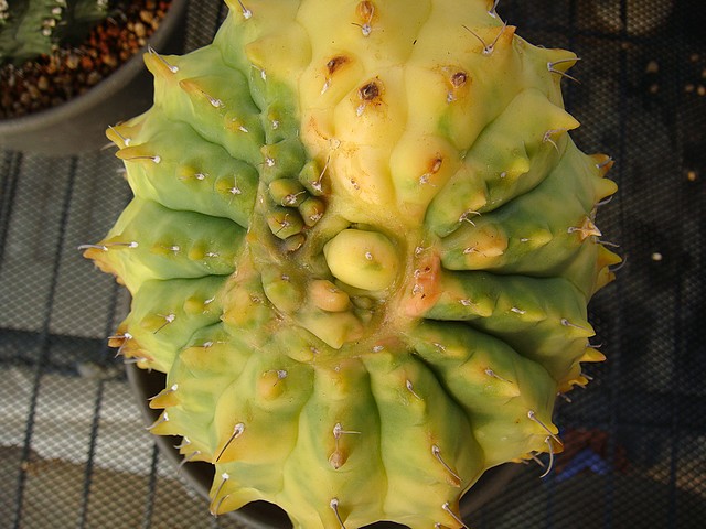 按此在新視窗瀏覽圖片