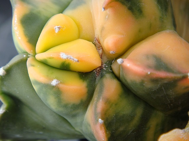 按此在新視窗瀏覽圖片