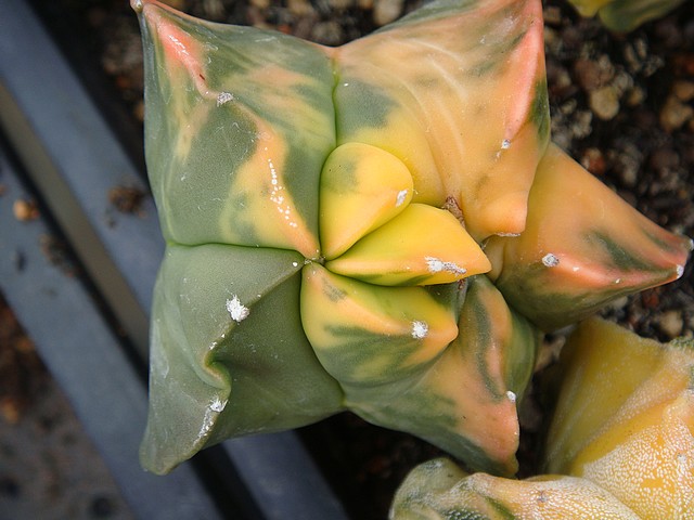 按此在新視窗瀏覽圖片