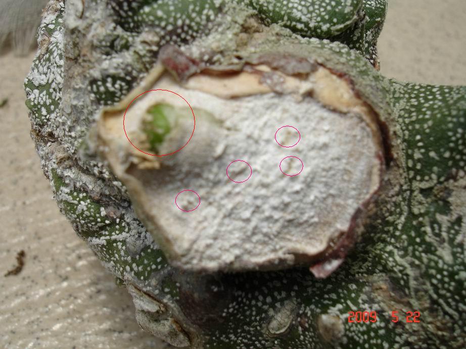 按此在新視窗瀏覽圖片