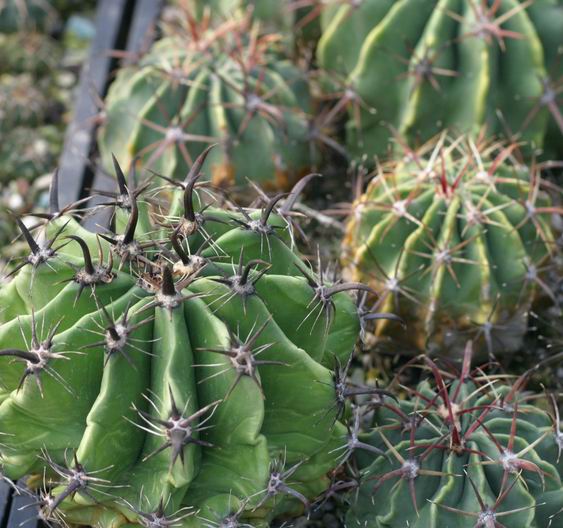 按此在新視窗瀏覽圖片