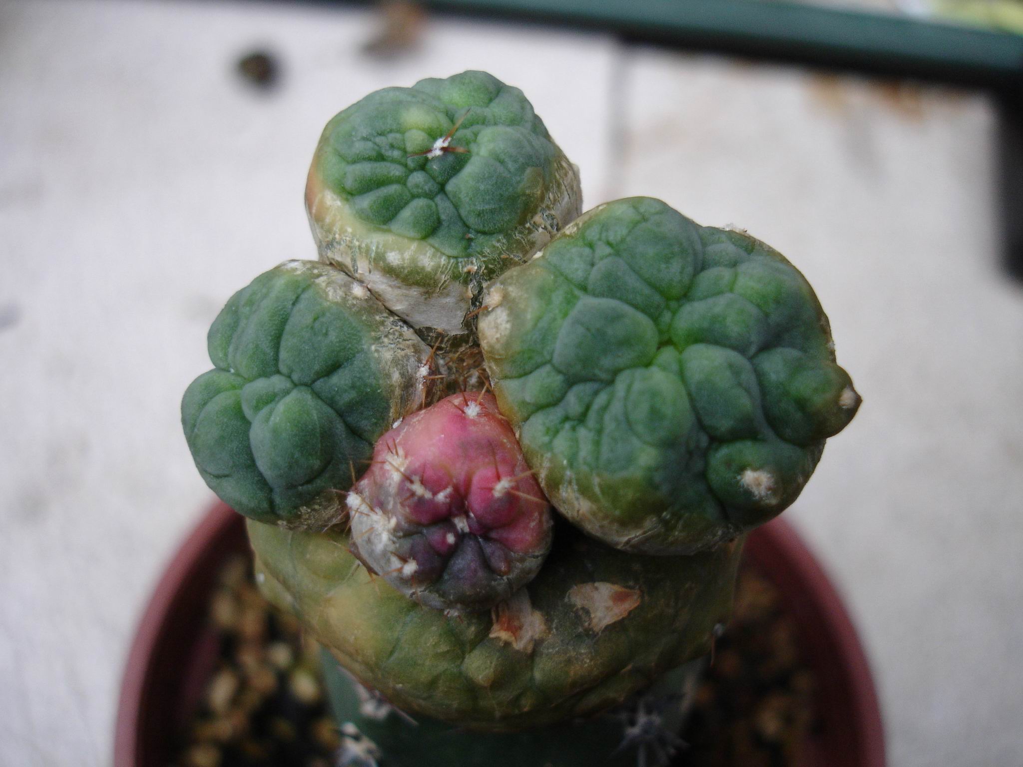 按此在新視窗瀏覽圖片